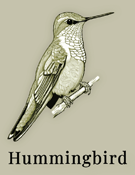 Hummingbird